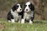 BEARDED COLLIE 072
